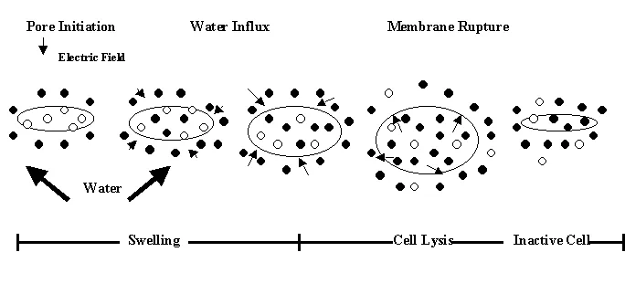 Figure 6. Electroportation of a cell membrane (Vega-Mercado, 1996b).