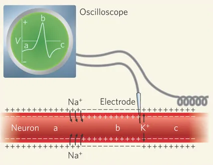 Neuron action
