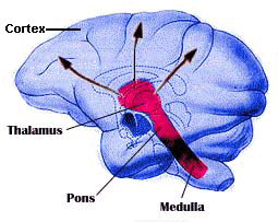 Brainwave PhotoStim Deluxe V2.0 Download